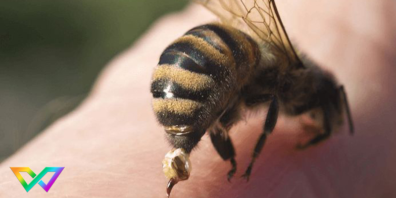 mơ thấy ong đốt là điềm báo gì