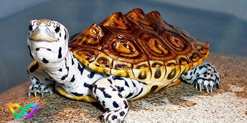 giai-ma-giac-mo-thay-rua-la-tot-hay-xau