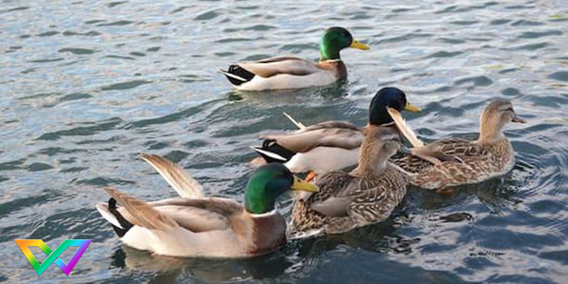 giai-ma-ngu-mo-thay-vit