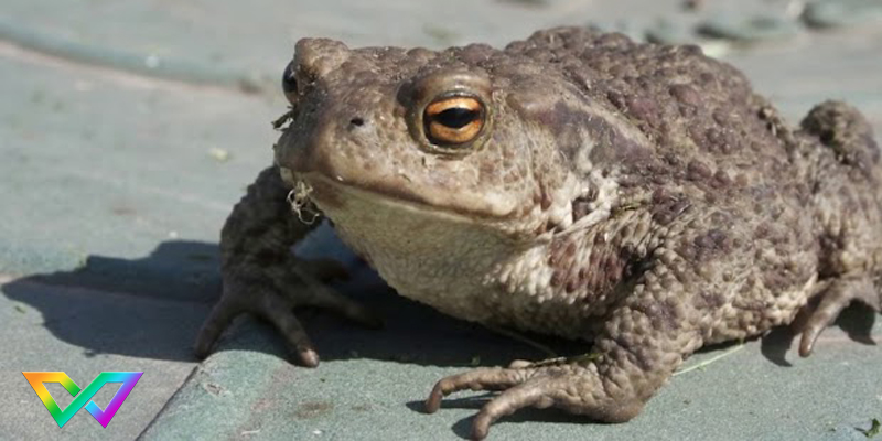 mo-coc-vao-nha-danh-con-gi