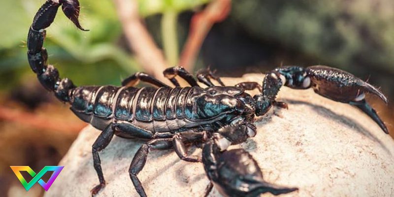 mo-thay-bo-cap-la-diem-bao-gi