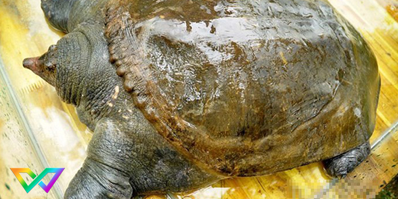 mo-thay-ba-ba-la-diem-bao-gi-2